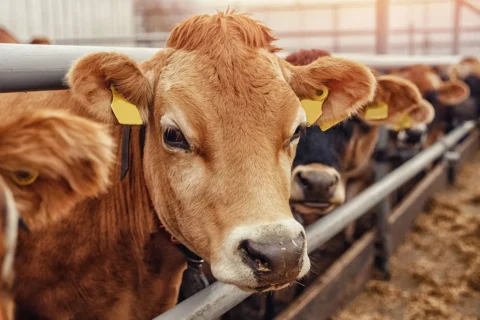 Livestock, Rural and Farm CCTV Systems