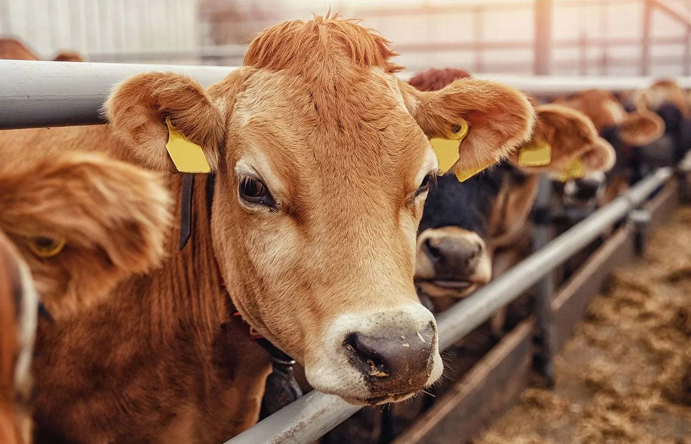 Livestock carmera installers Livestock carmera installers Devon and Somerset